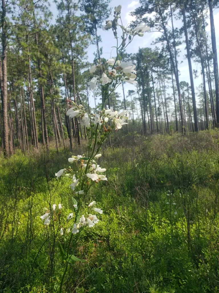 Manyflower Beardtongue