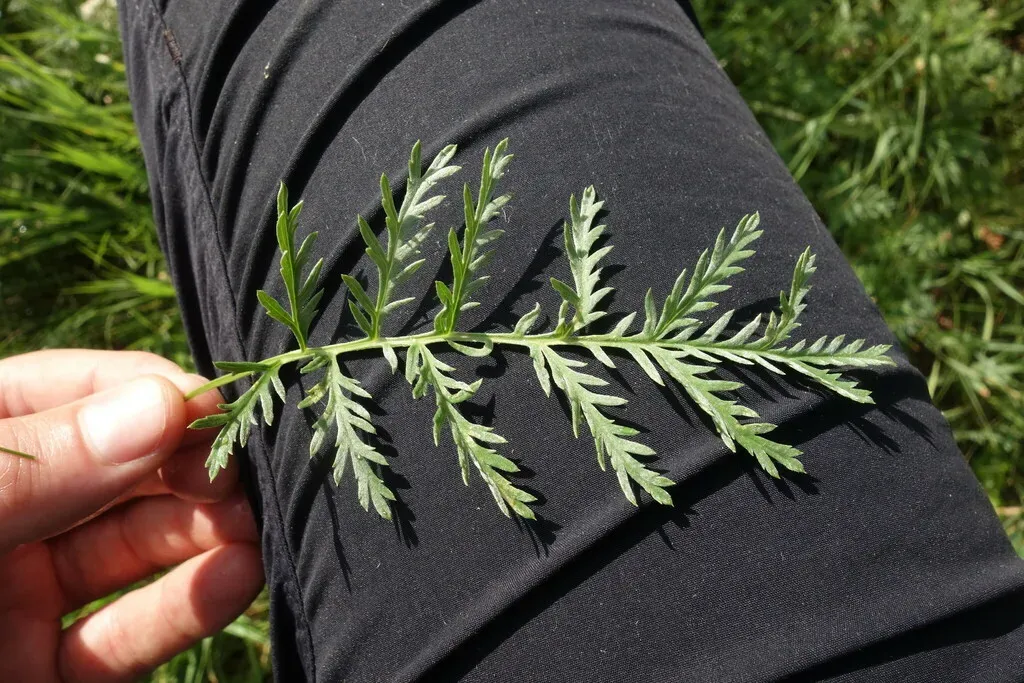 Armenian Wormwood