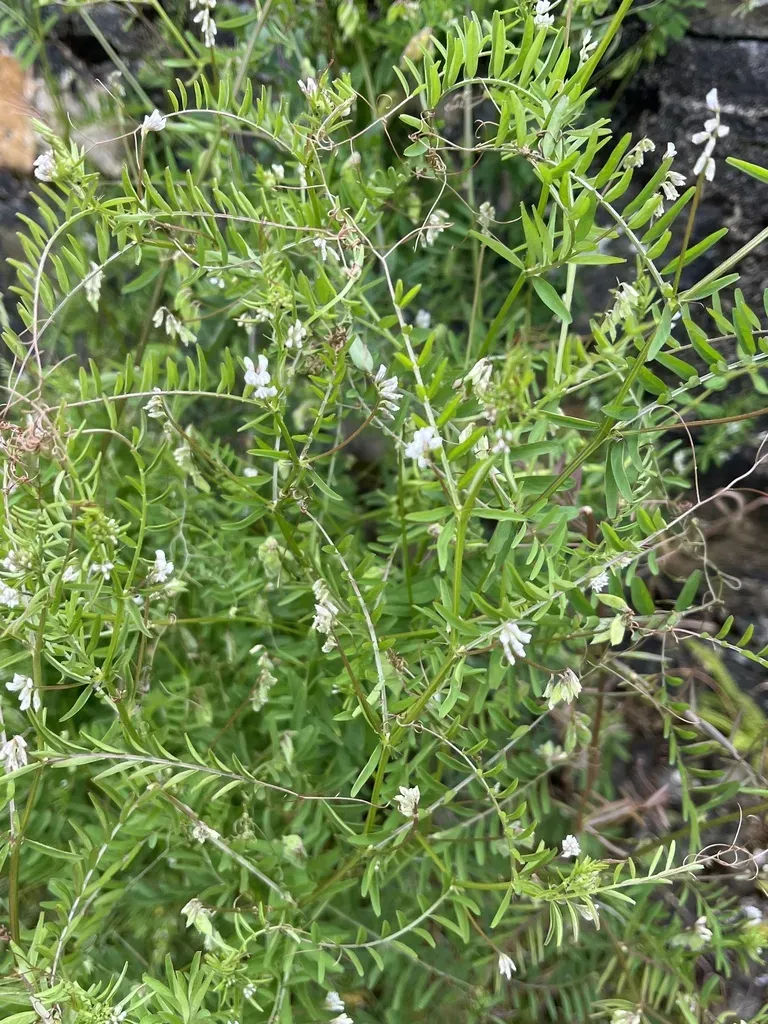 Tiny Vetch