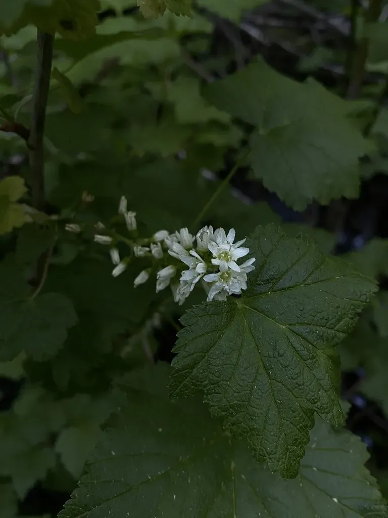 Northern Black Currant