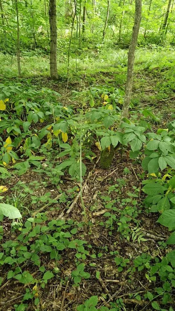 Ornithogalum Arcuatum