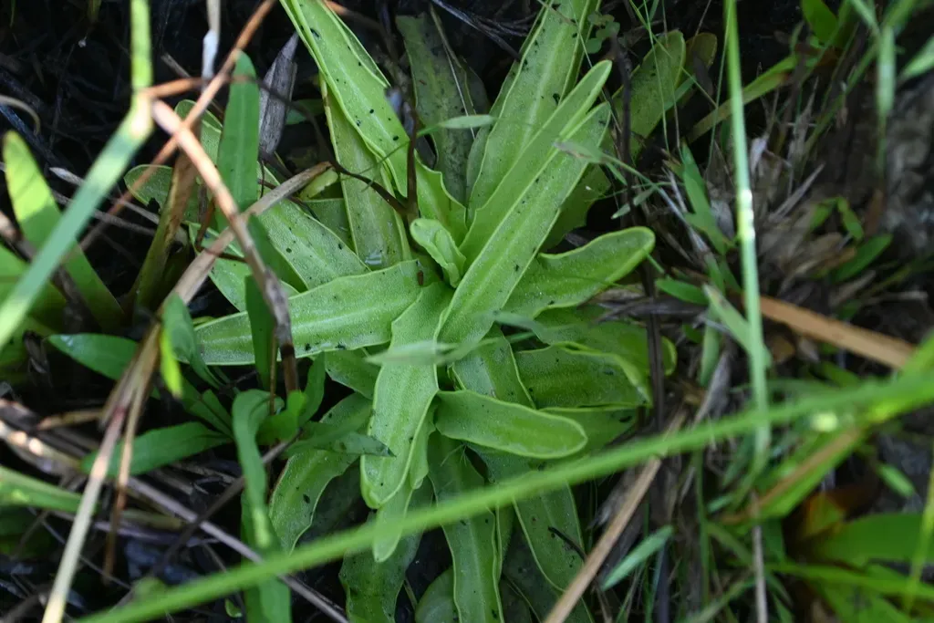 Southern Butterwort