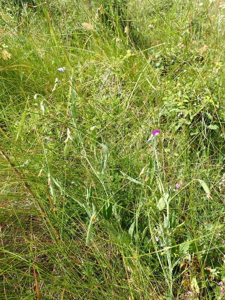 Indian Pea