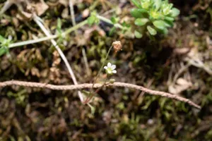 Ivy-leaved Saxifrage