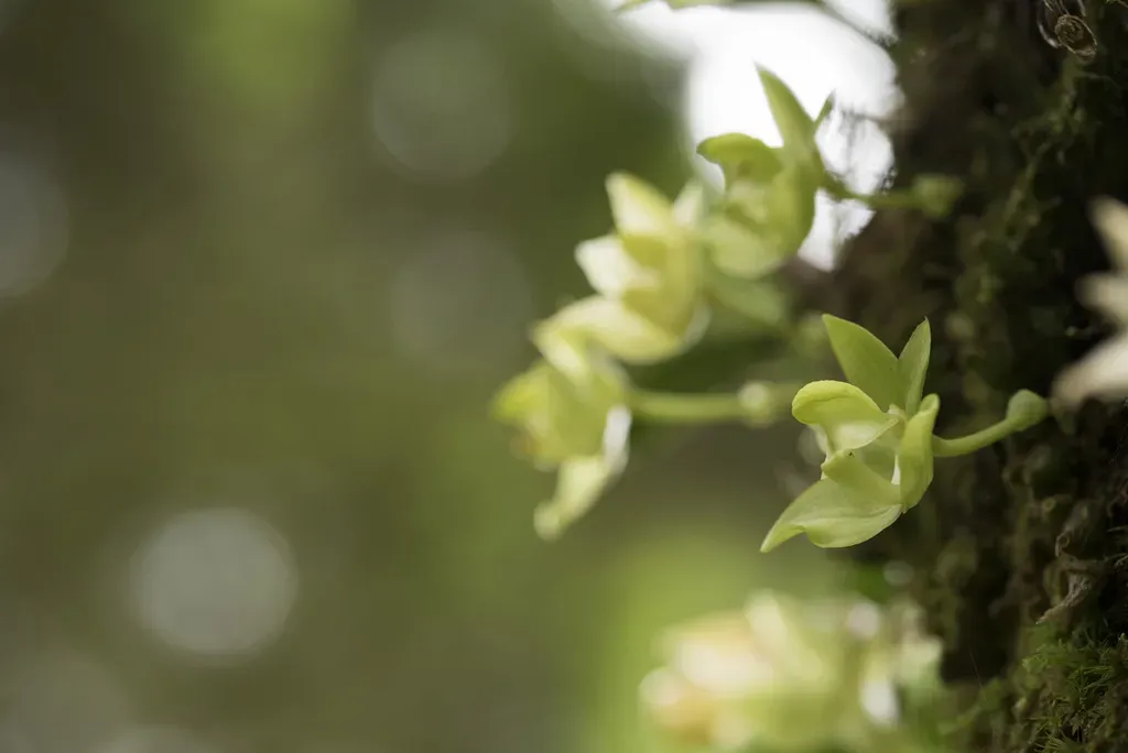 Bulbophyllum Pectinatum