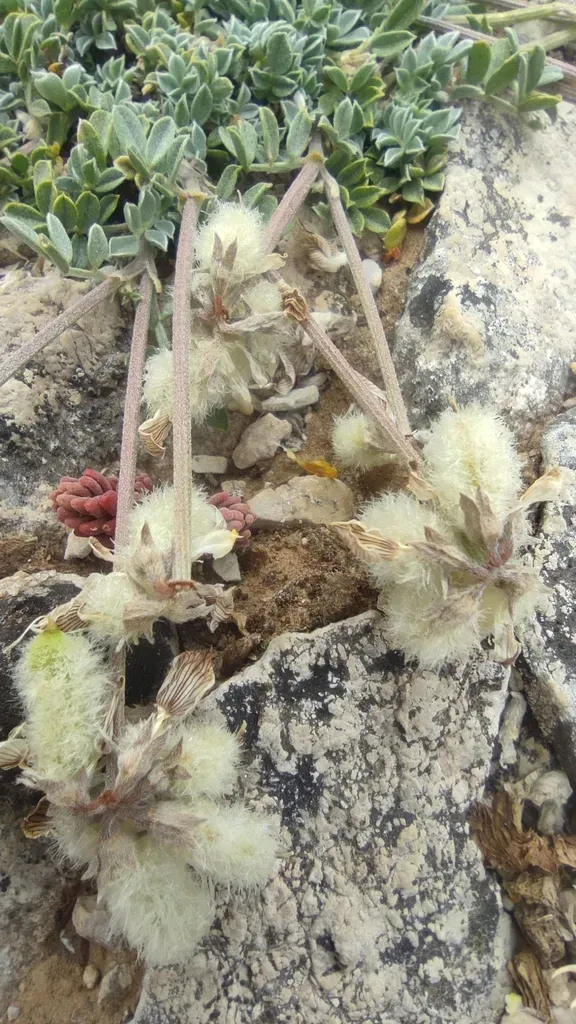 Hippocrepis Castroviejoi
