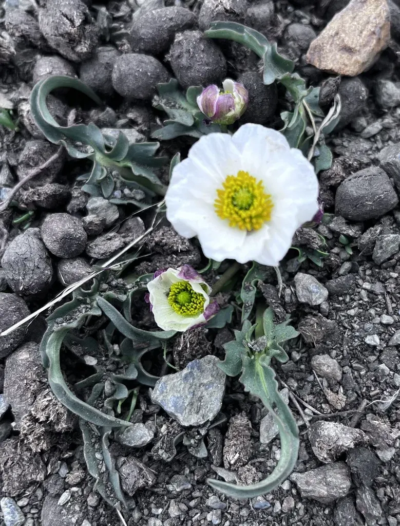 Ranunculus Acetosellifolius