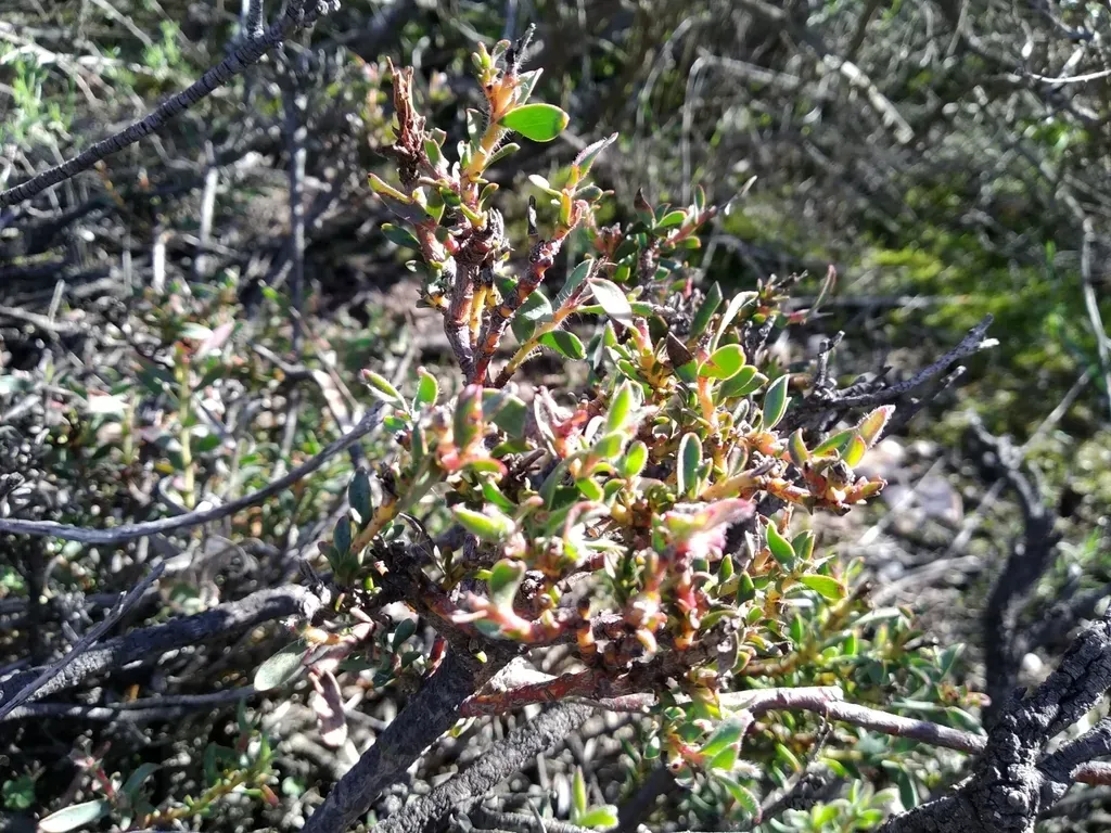 Common Shale Conebush