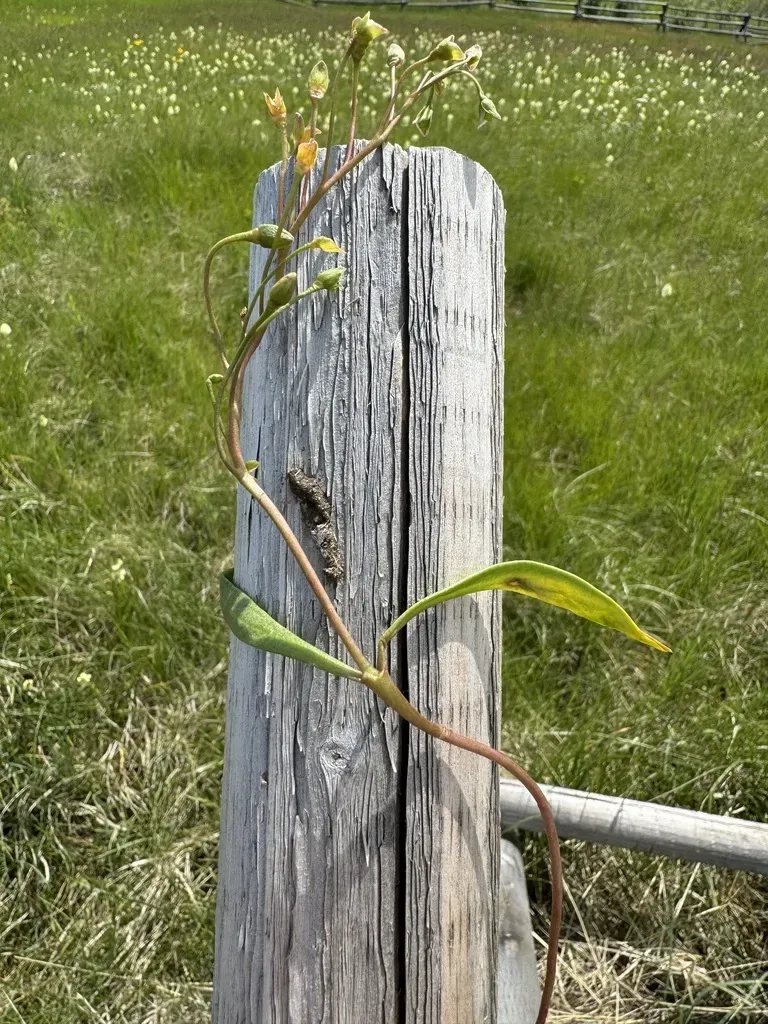 Rydberg's Springbeauty