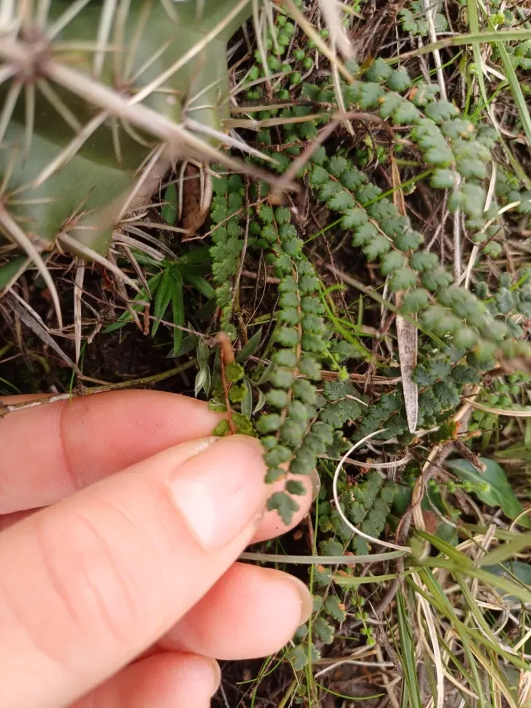 Cheilanthes Micropteris