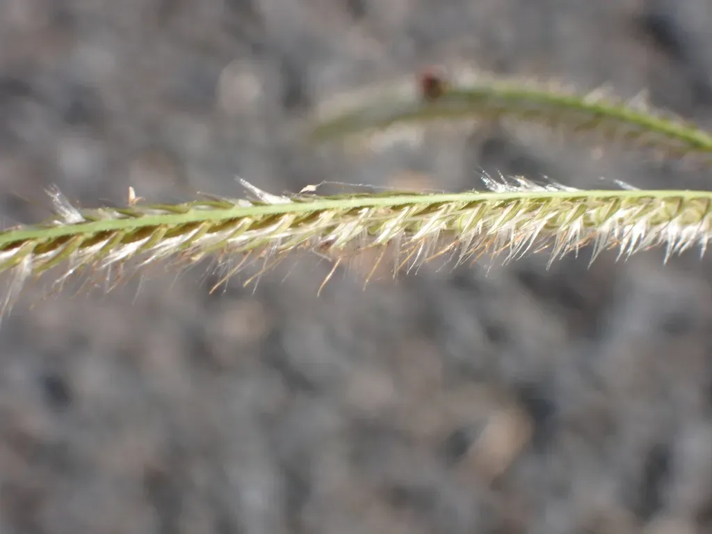 Paraguayan Windmill-grass