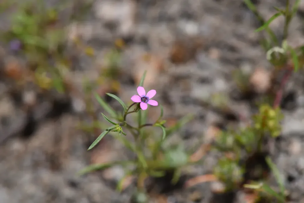 Navarretia Linearifolia