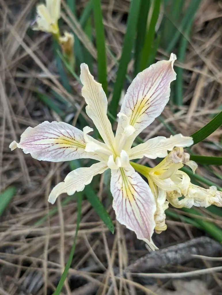 Purdy's Iris