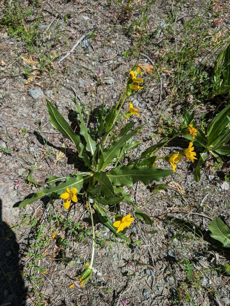 Humboldt County Wyethia