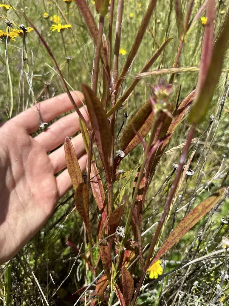 Tall Western Penstemon