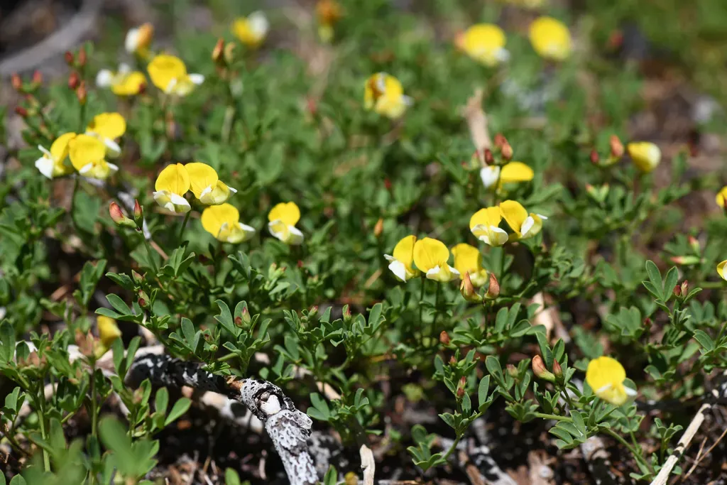 Yolla Bolly Mountains Bird's-foot Trefoil