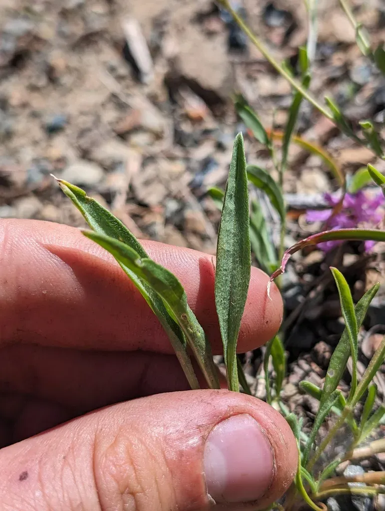 Mad River Fleabane Daisy