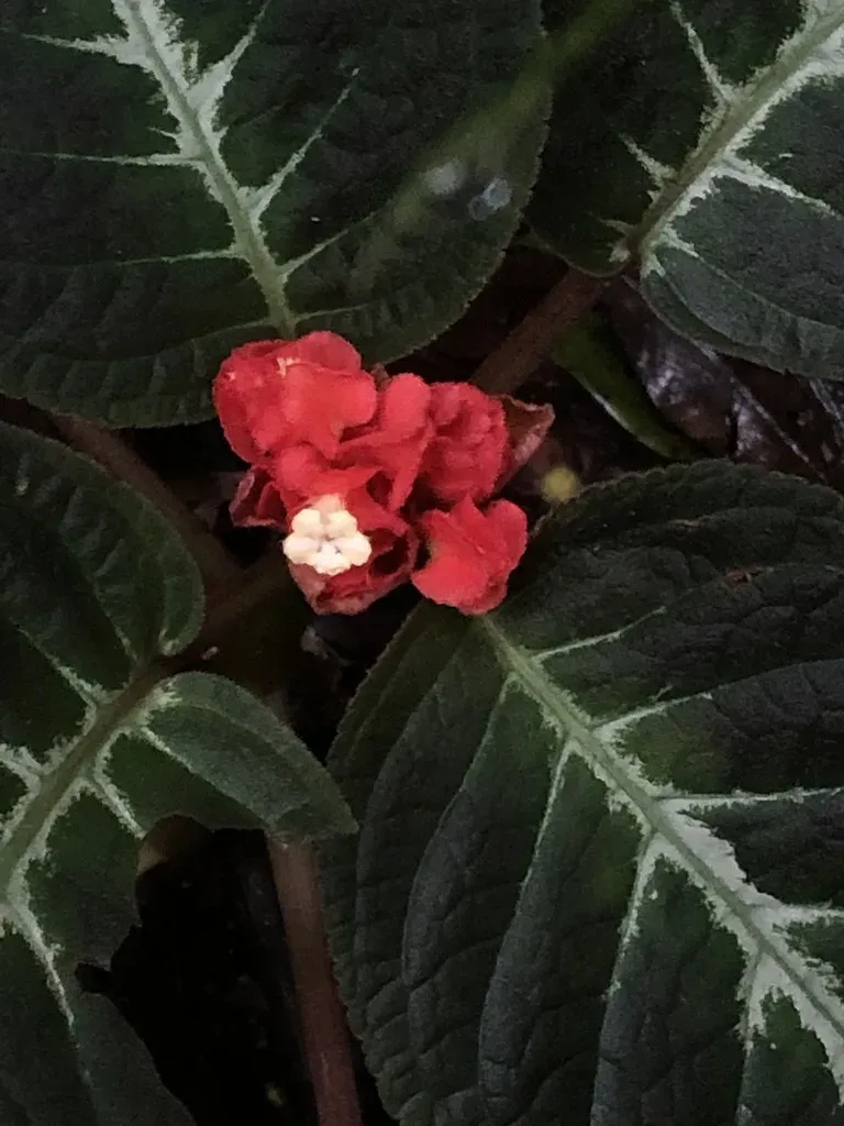 Corytoplectus Speciosus