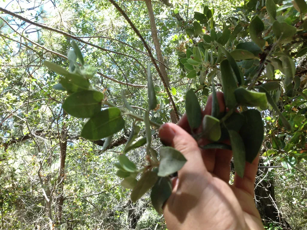 Hoover's Manzanita