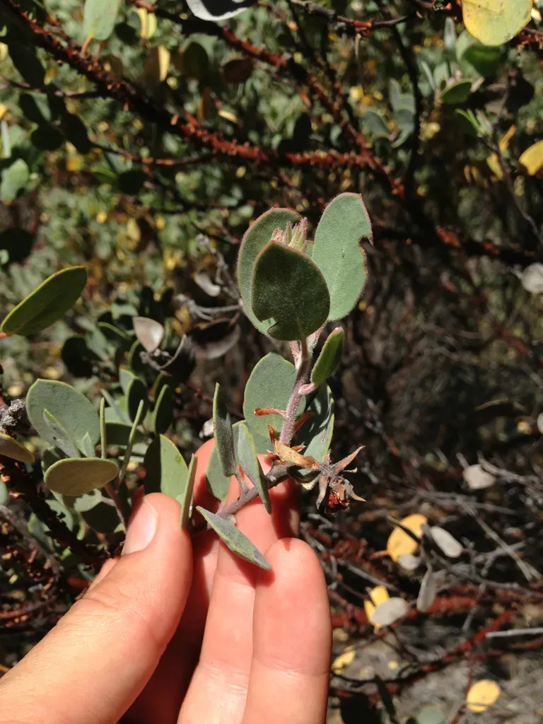 Bishop Manzanita