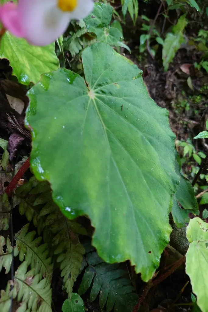 Begonia Pinglinensis