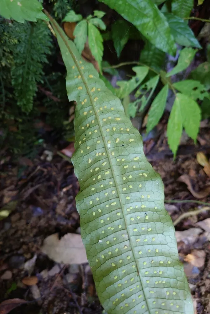 Leptochilus Hemionitideus