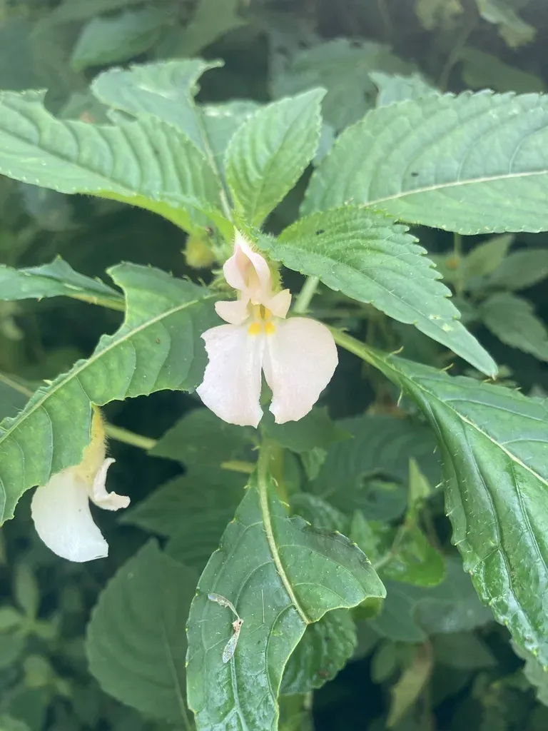 Impatiens Burtonii