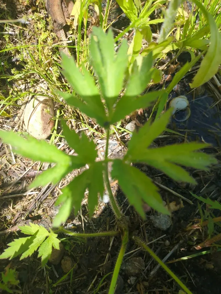 Pennsylvania Buttercup