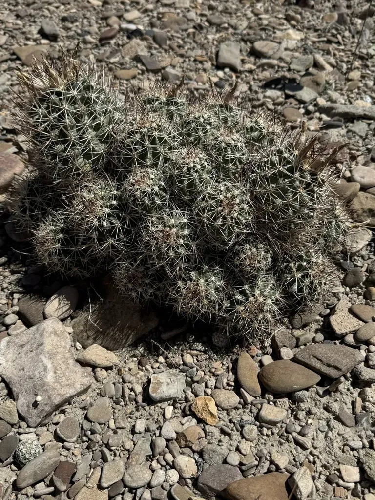 Uinta Basin Hookless Cactus