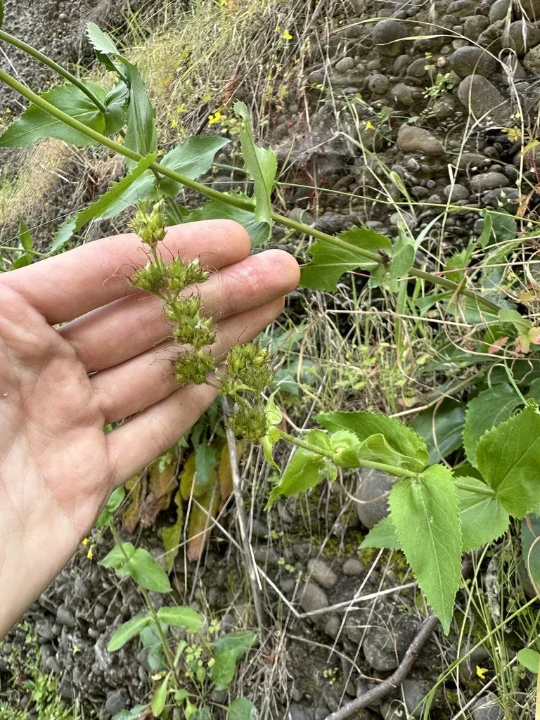 Broadleaf Beardtongue
