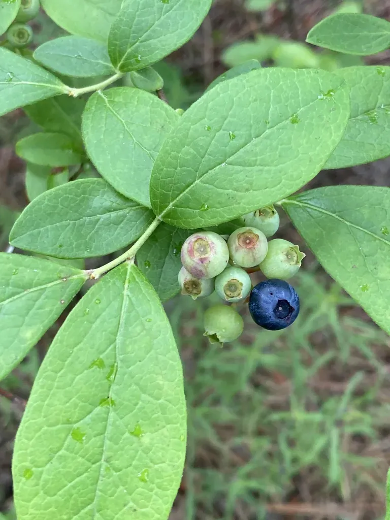 New Jersey Blueberry