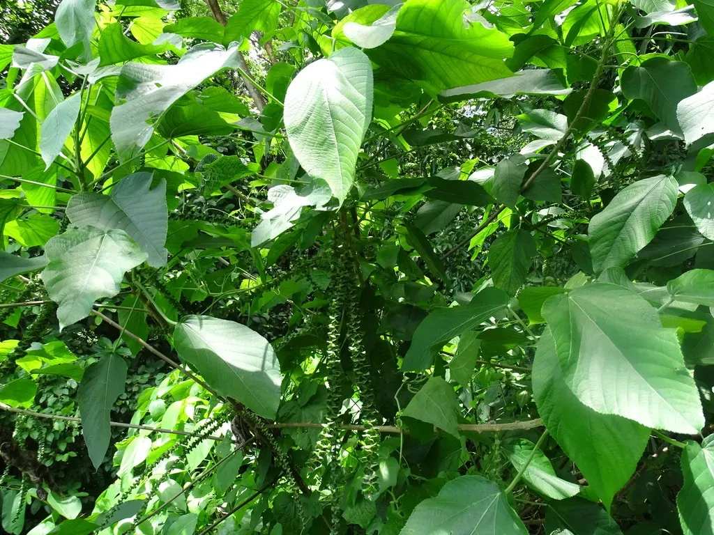 Acalypha Macrostachya