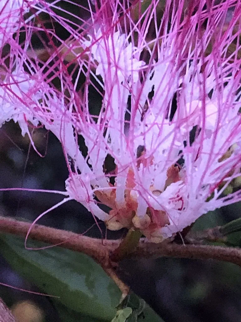 Calliandra Angustifolia