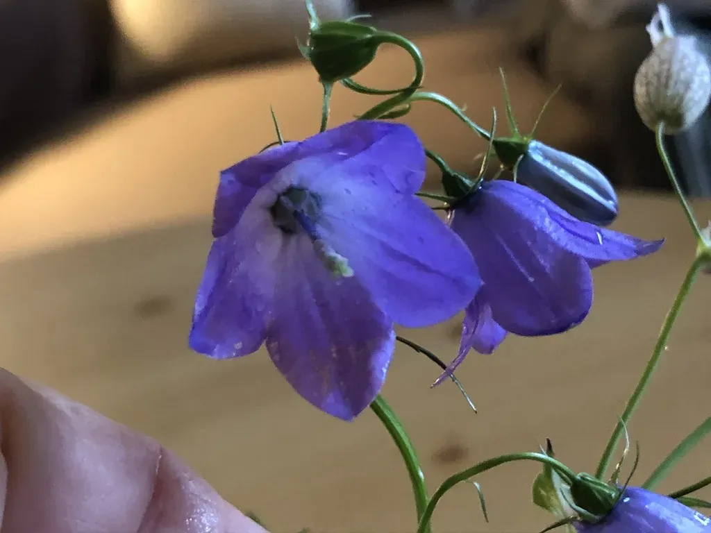 Broad-leaved Harebell