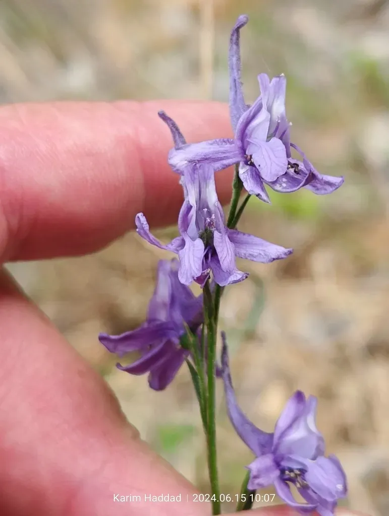 Winged Larkspur