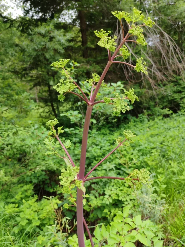 Peucedanum Verticillare
