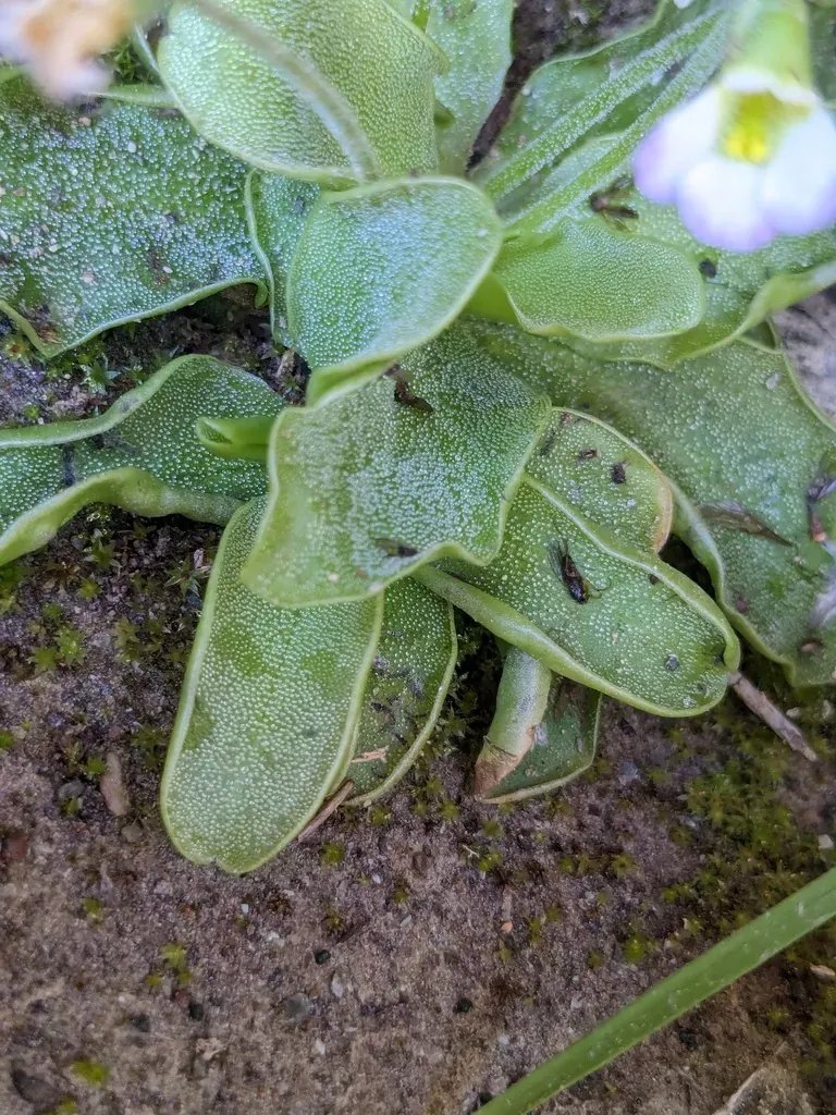 Pinguicula Crystallina