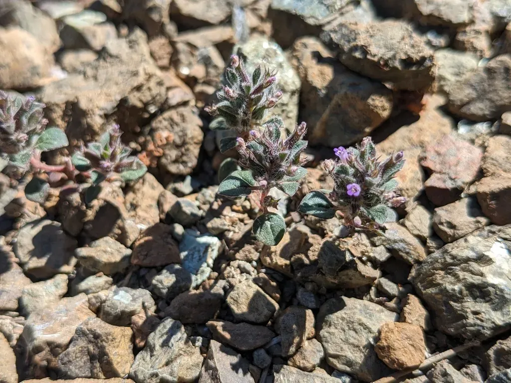 Round-leaved Calamint