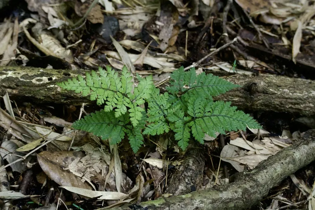Eared Lady Fern