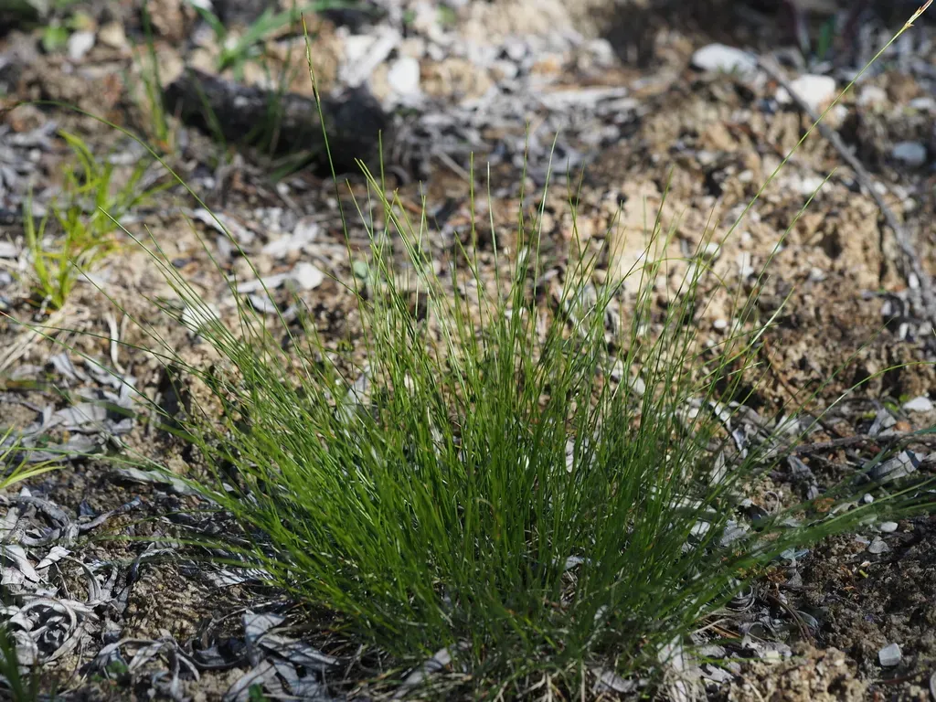 Carex Mucronata