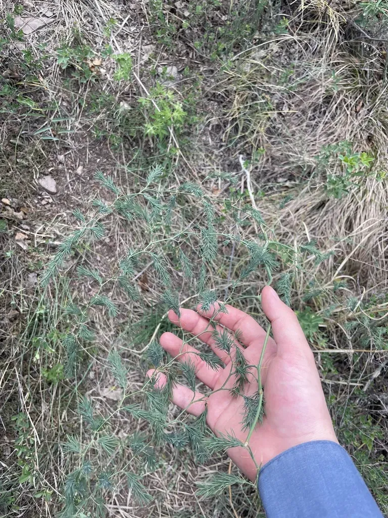 Asparagus Trichophyllus
