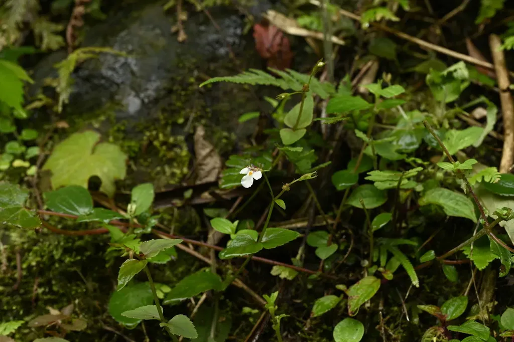 Vandellia Scutellariiformis