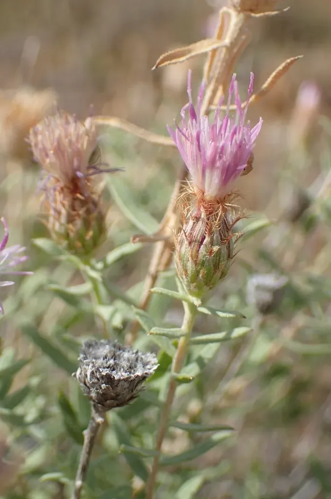 Centaurea Hyssopifolia