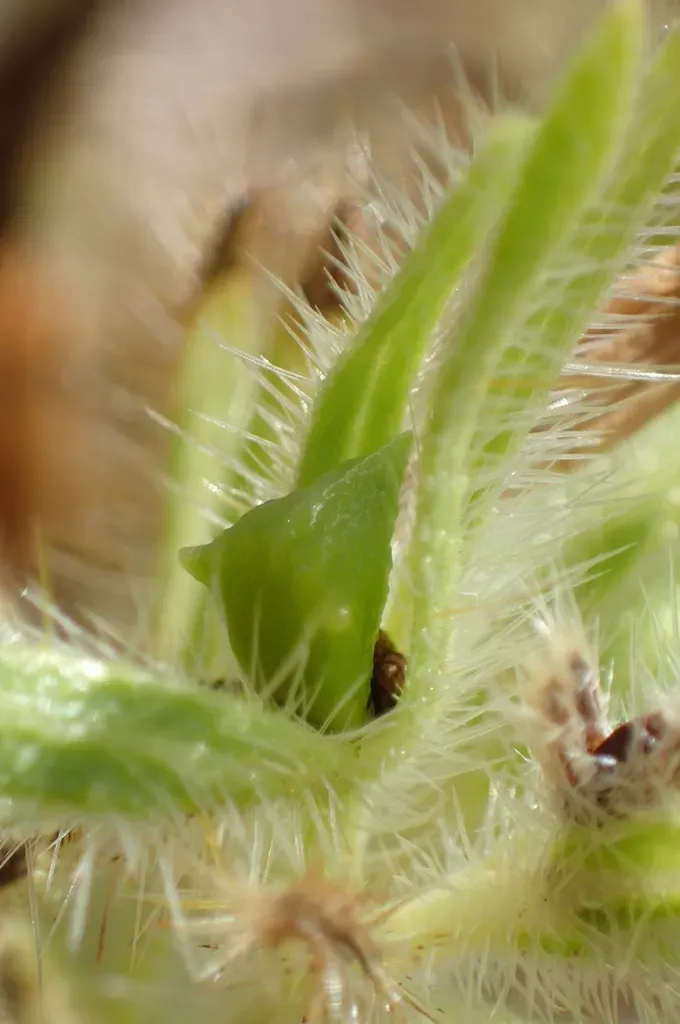 Onosma Tricerosperma