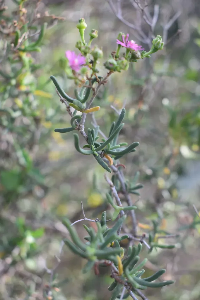 Mestoklema Albanicum