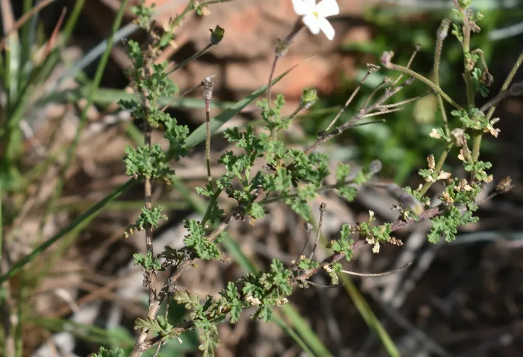 Jamesbrittenia Pinnatifida