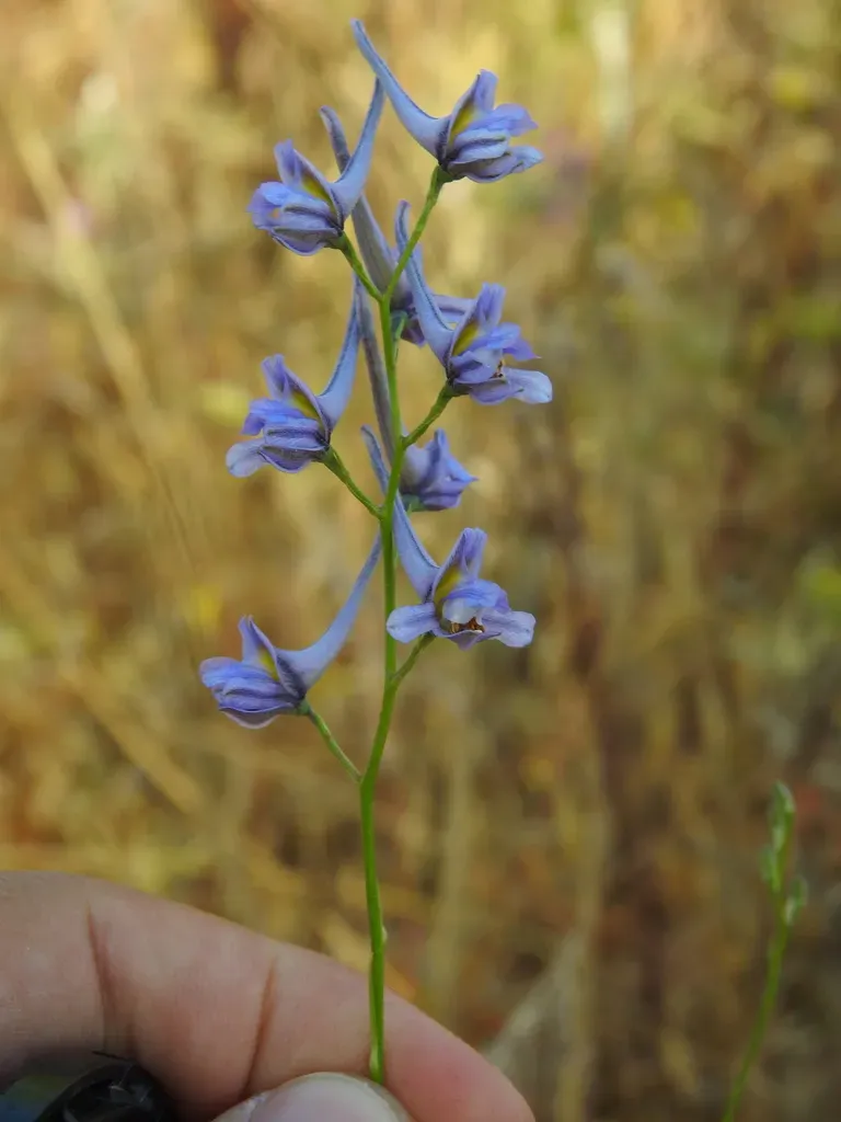 Espuela De Caballero