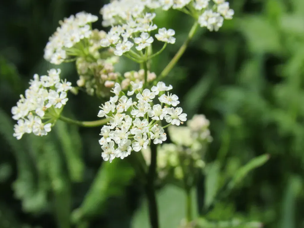Fendler's Cowbane