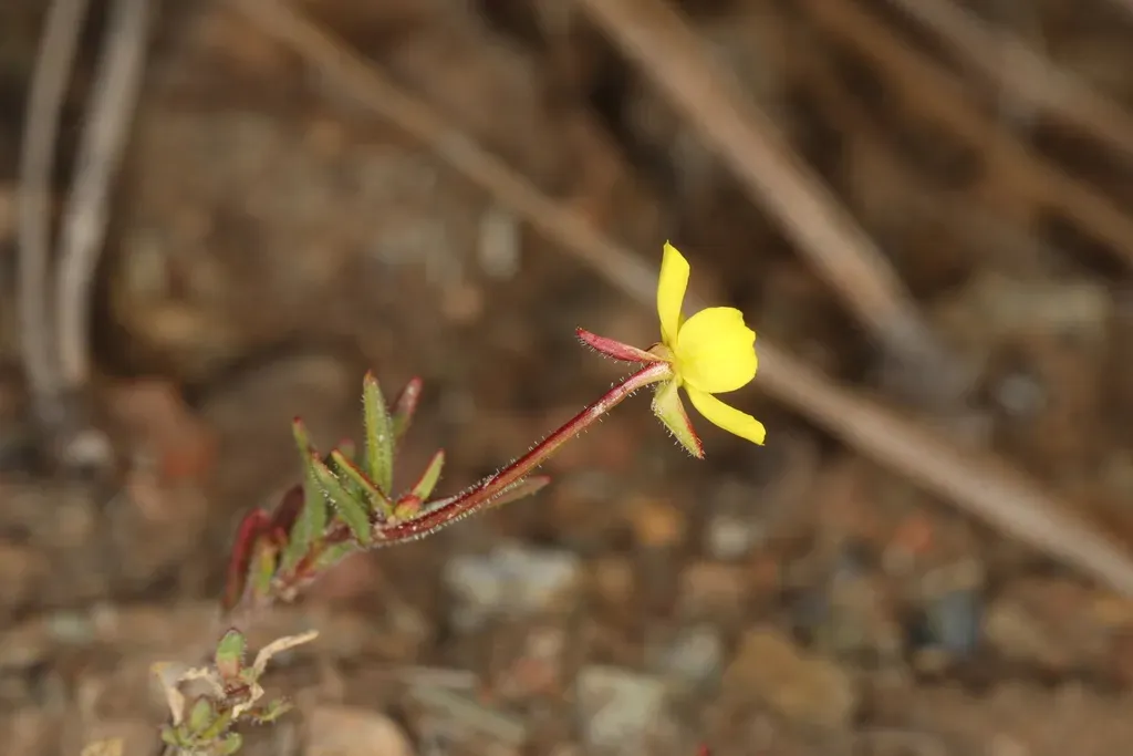 San Benito Evening-primrose