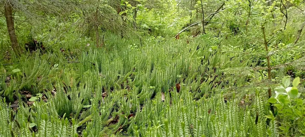 Interrupted Clubmoss